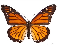 Монарх (метелик) — Вікіпедія